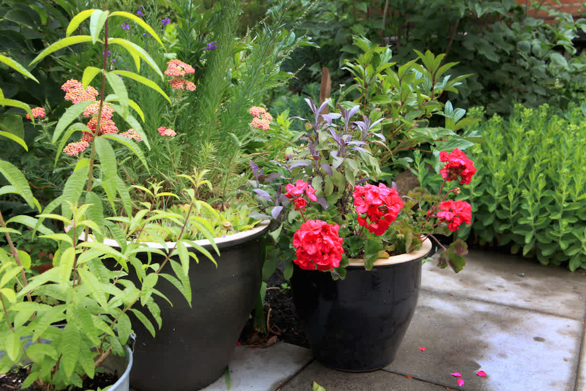 ceramic pots with plants in them
