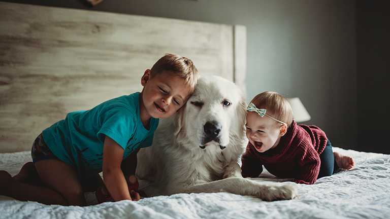 Little boy, toddler play with dog on bed