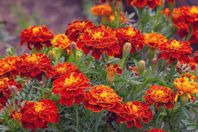 red and yellow marigold flowers close up