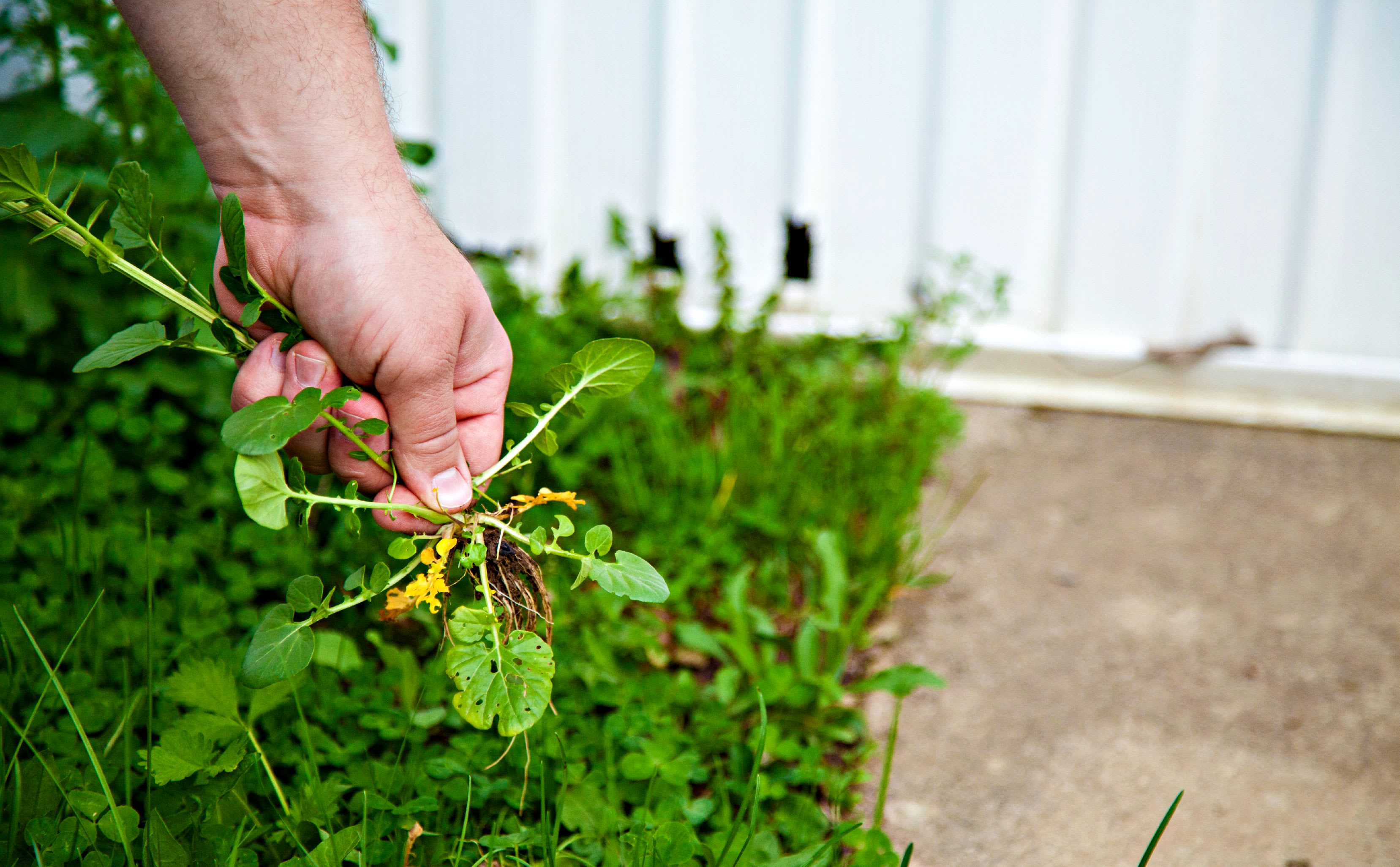 man holding lawn weed in hand