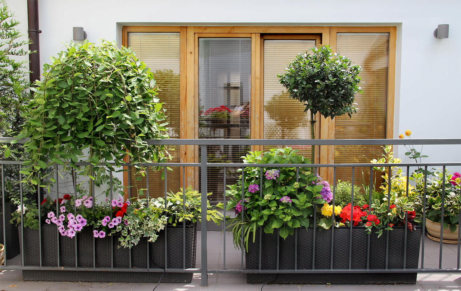 Colorful floral balcony garden