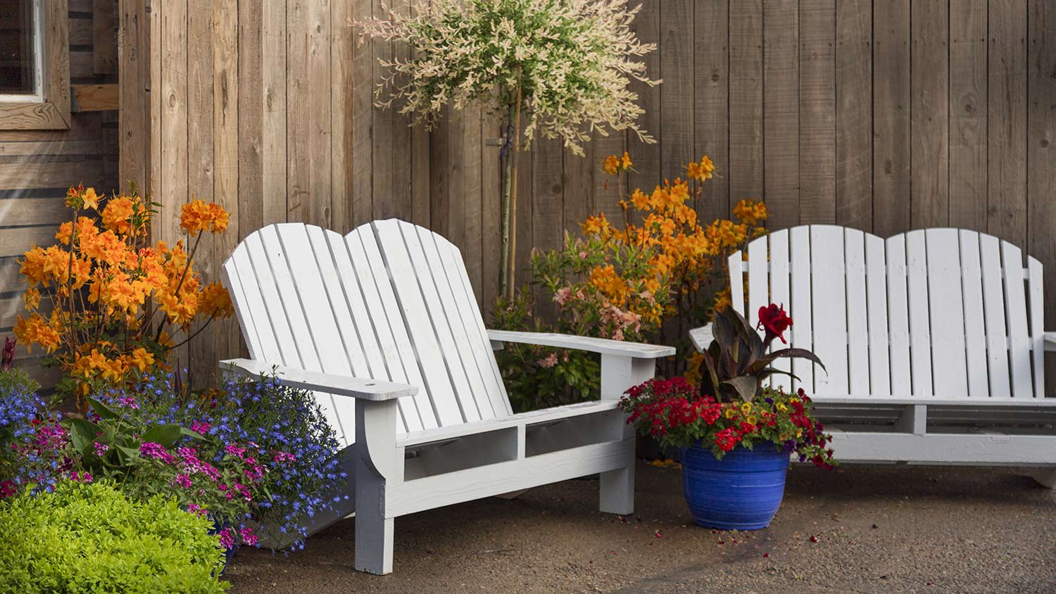 Adirondack chairs painted white surrounded by potted plants on patio
