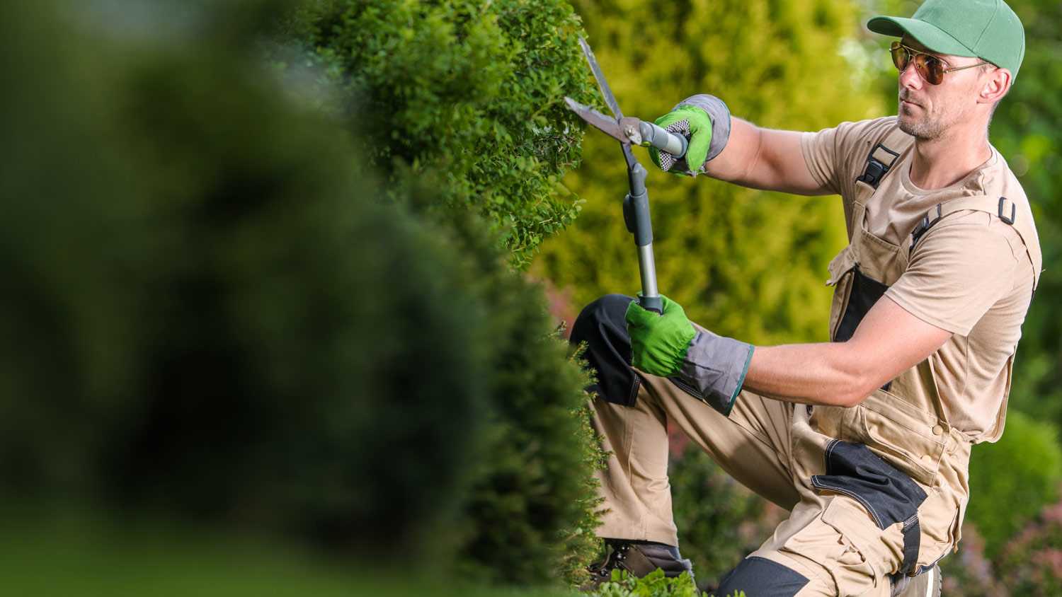 A professional giving a bush shape in a garden