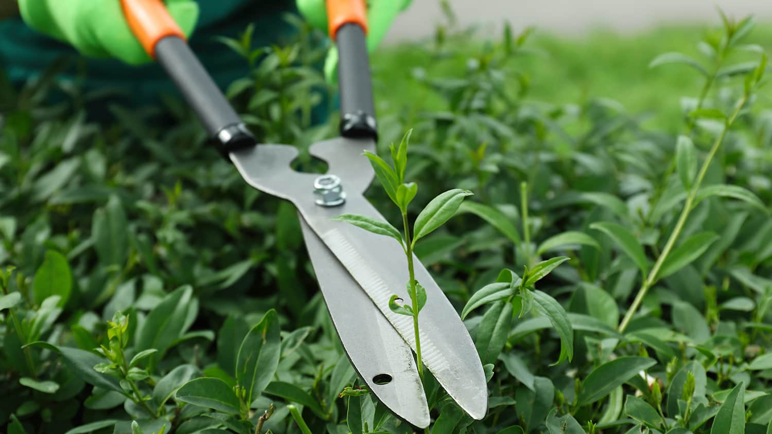 Closeup of trimming bushes