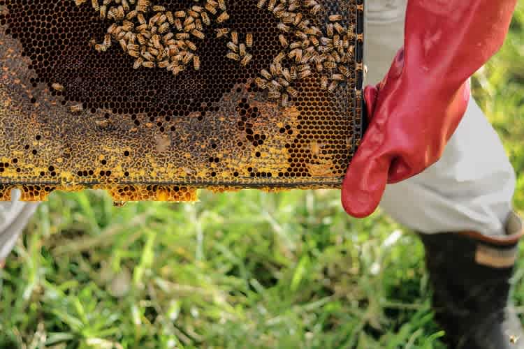 bee keeping