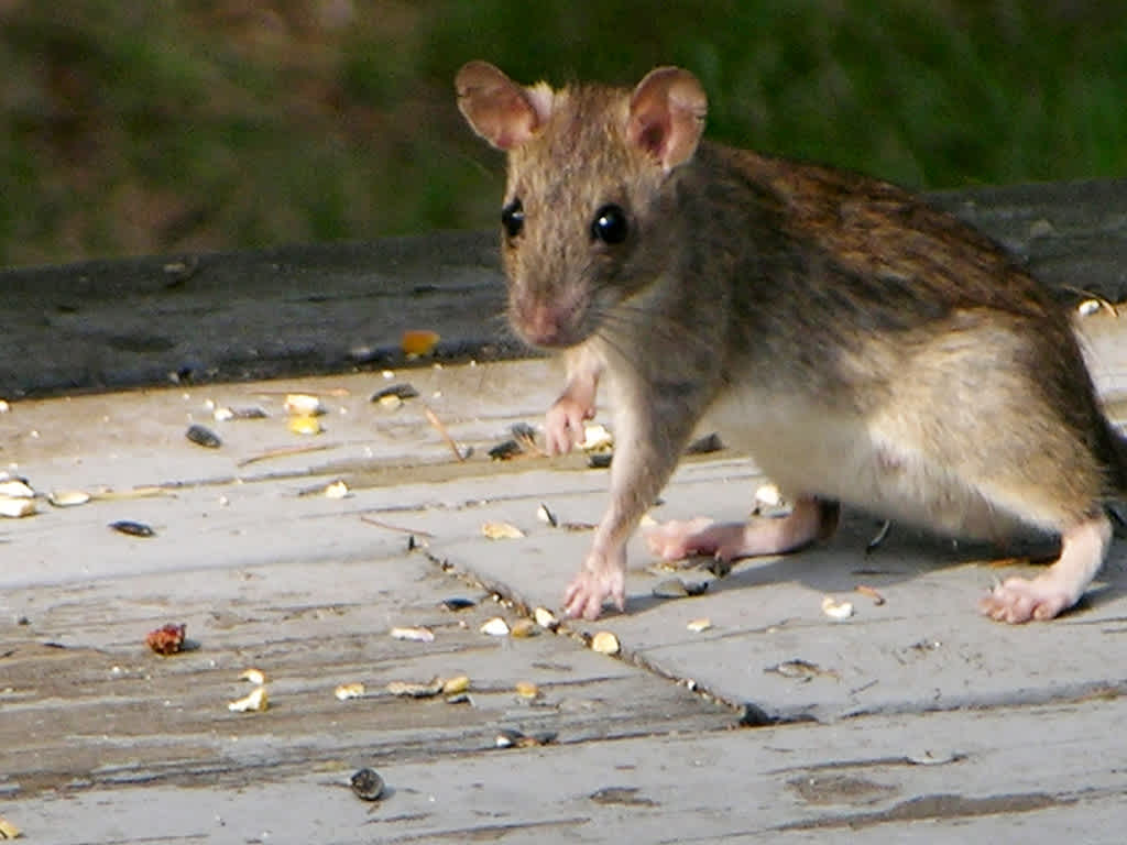 closeup of a rat running around outside on concrete