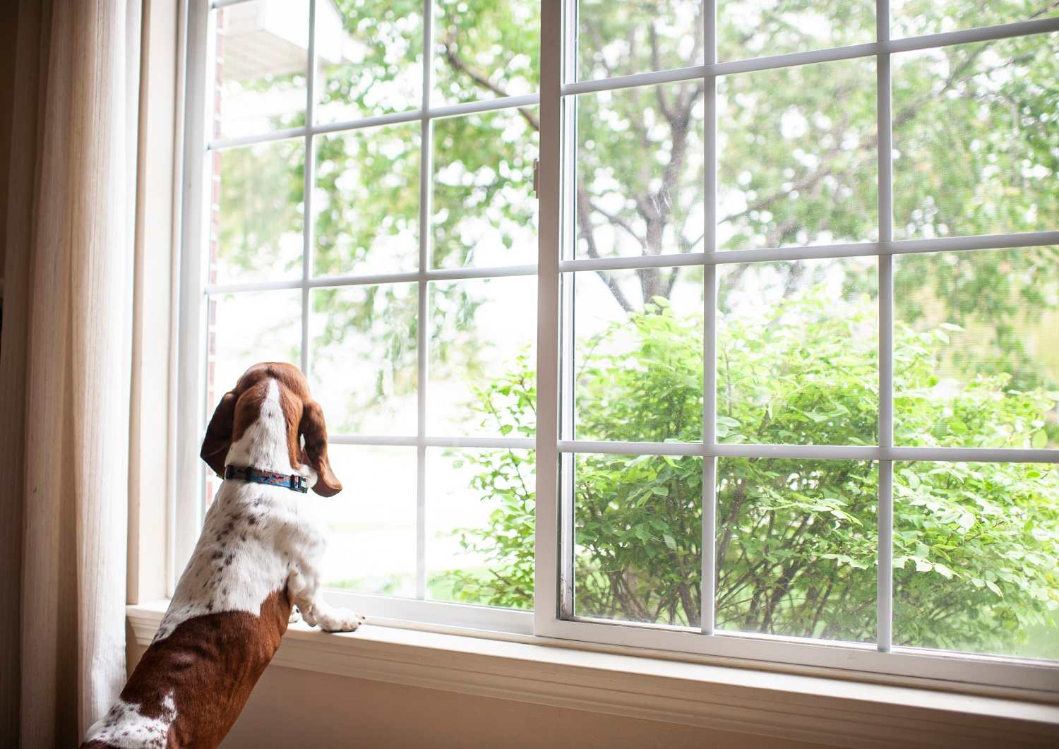 A dog staring out the window