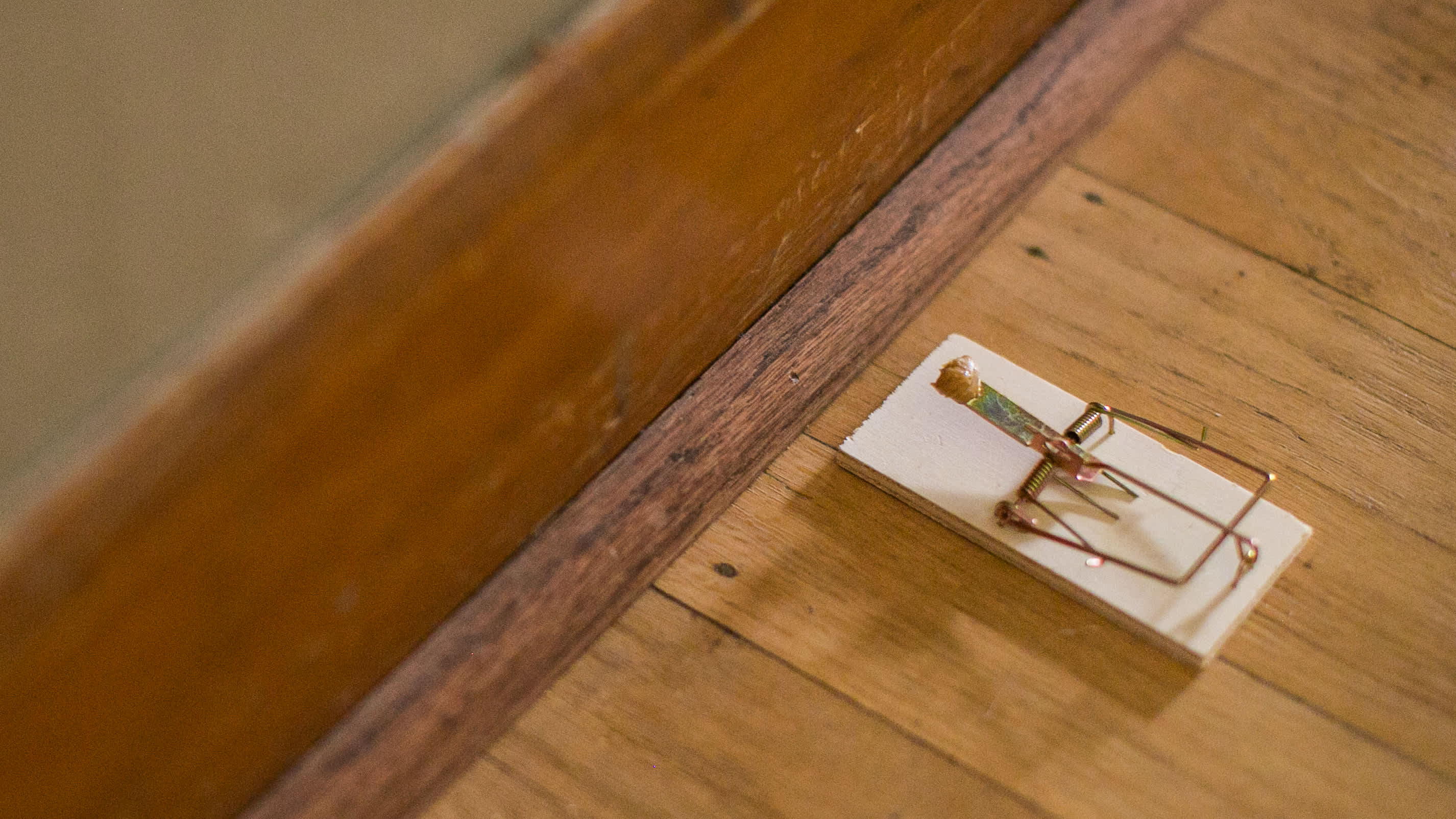 mousetrap for pest control