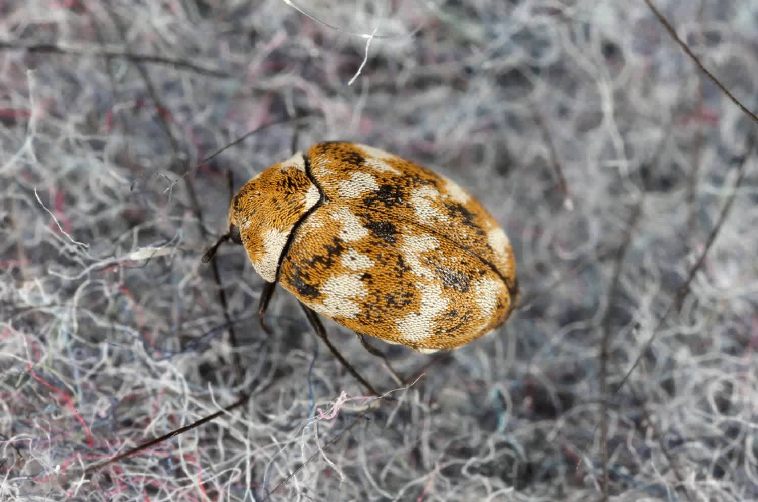 A close up of a Beetle in a carpet