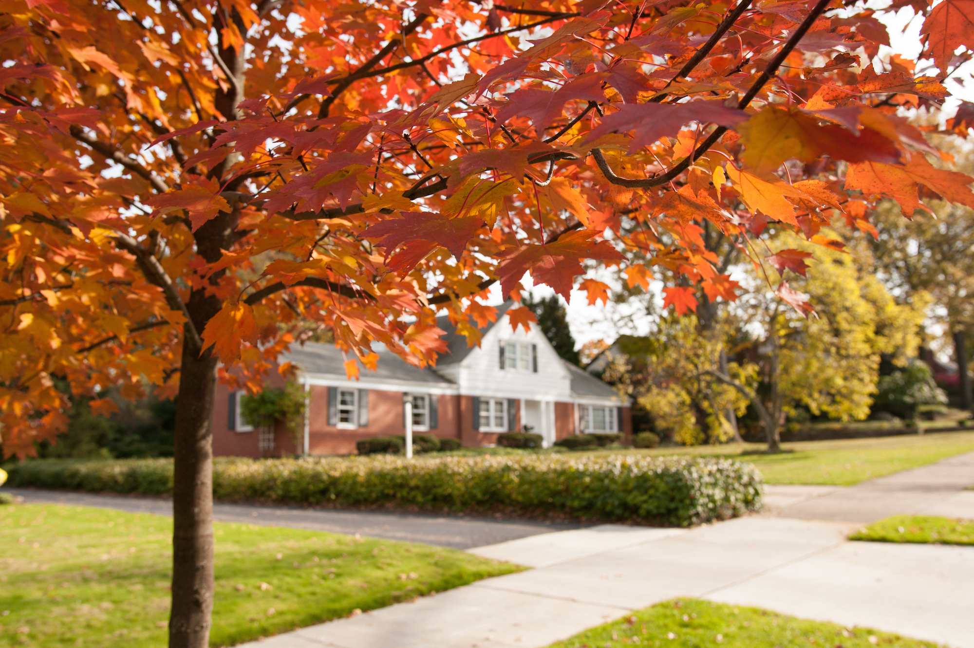 orange fall leaves