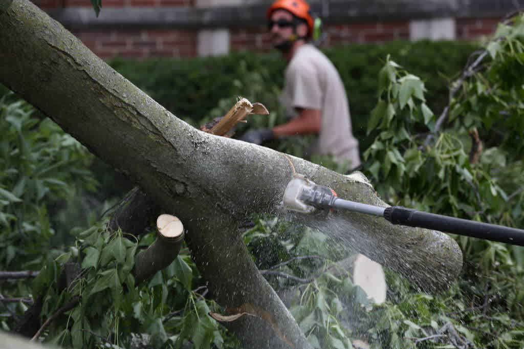 Tree cleanup