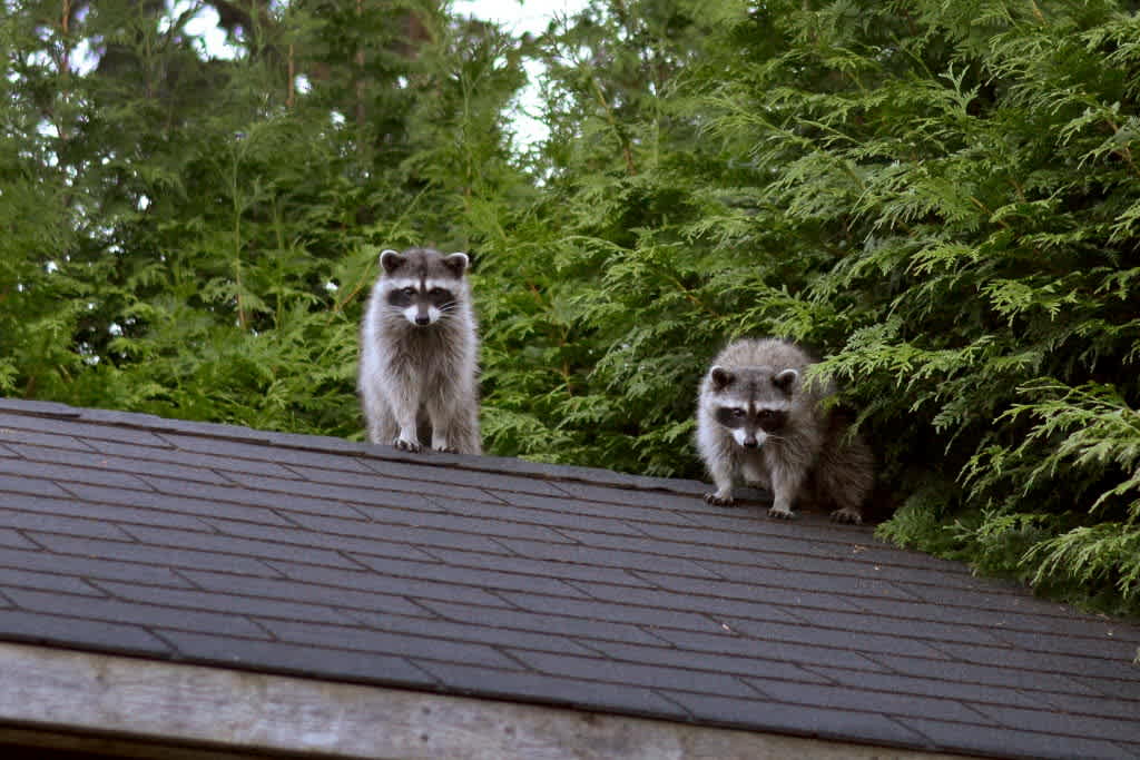 Removing raccoons