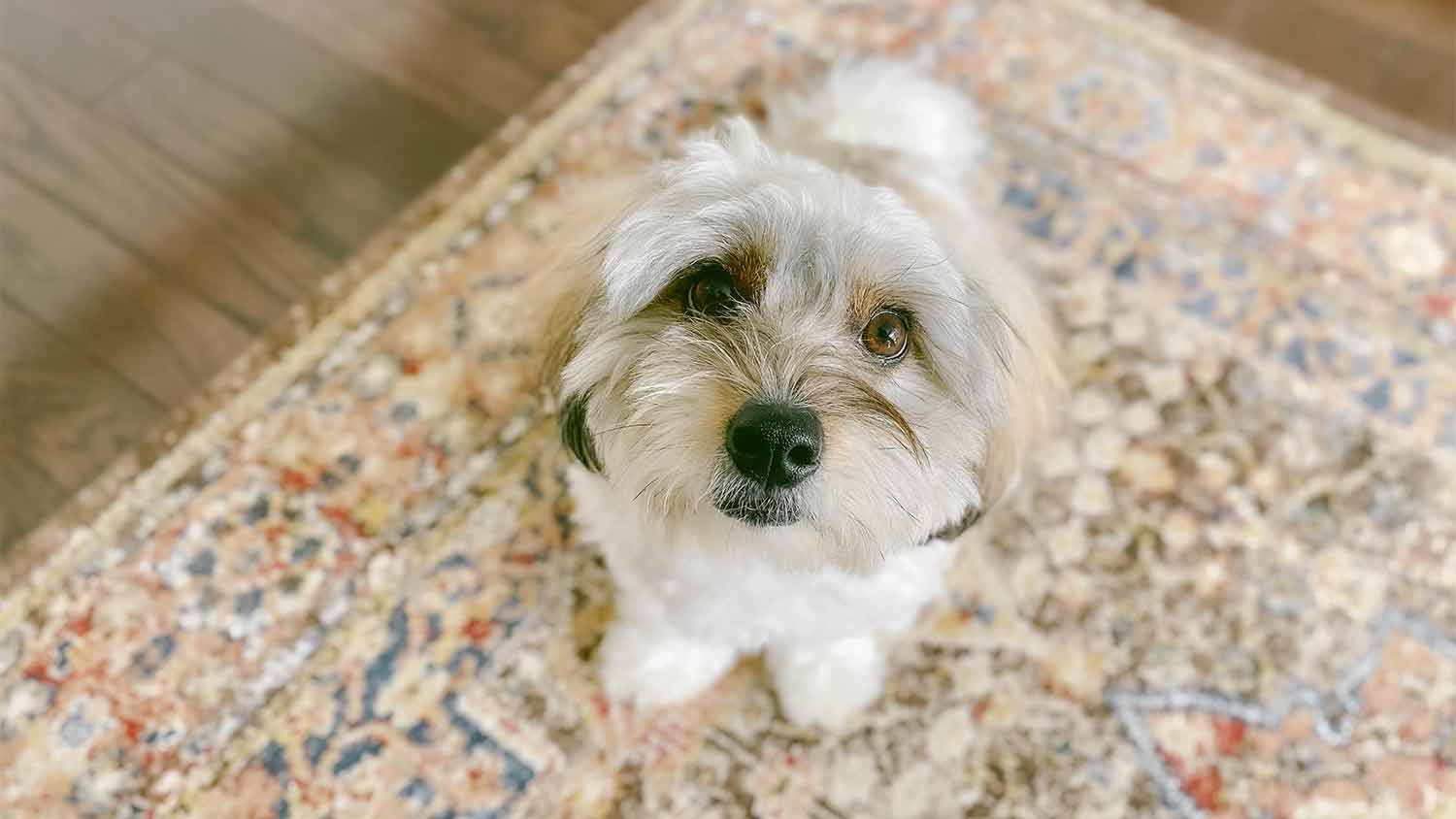 puppy on persian rug