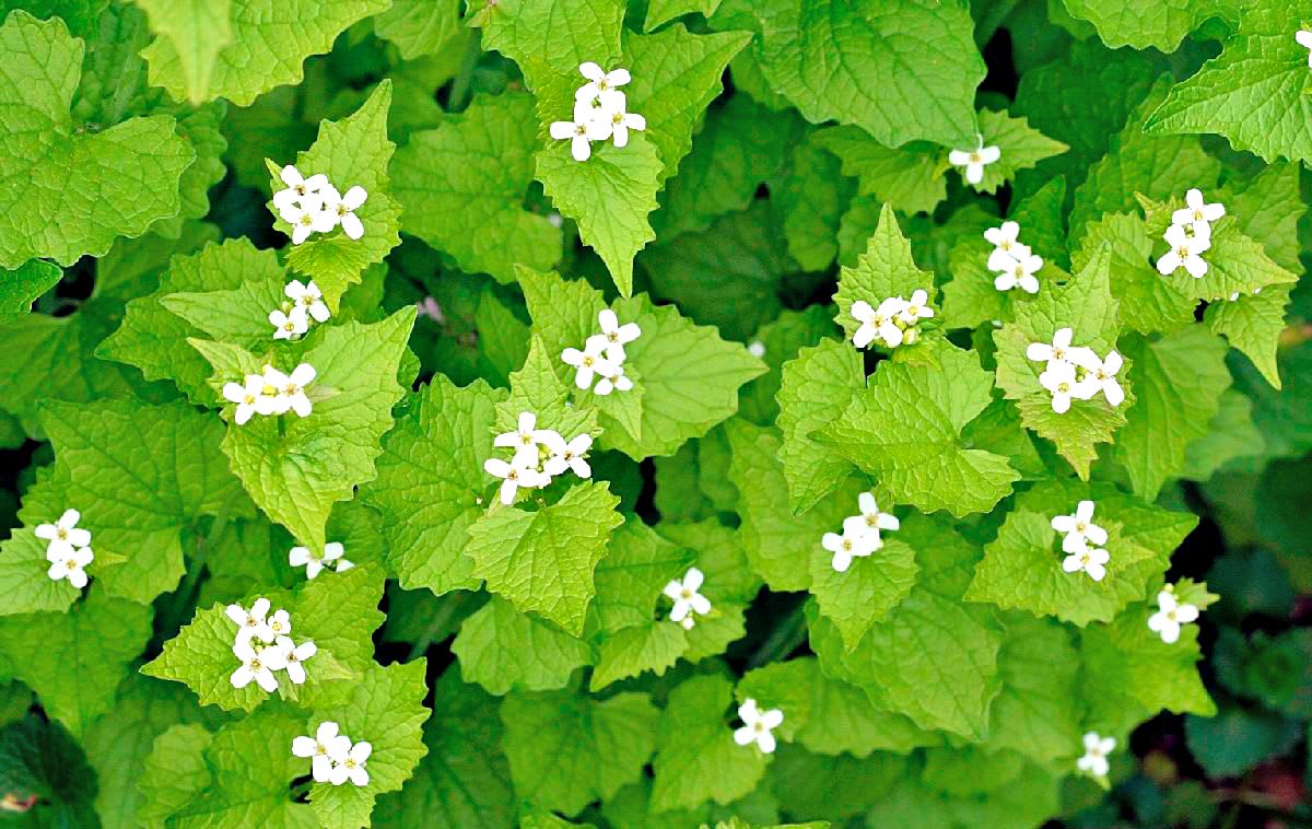 garlic mustard plant