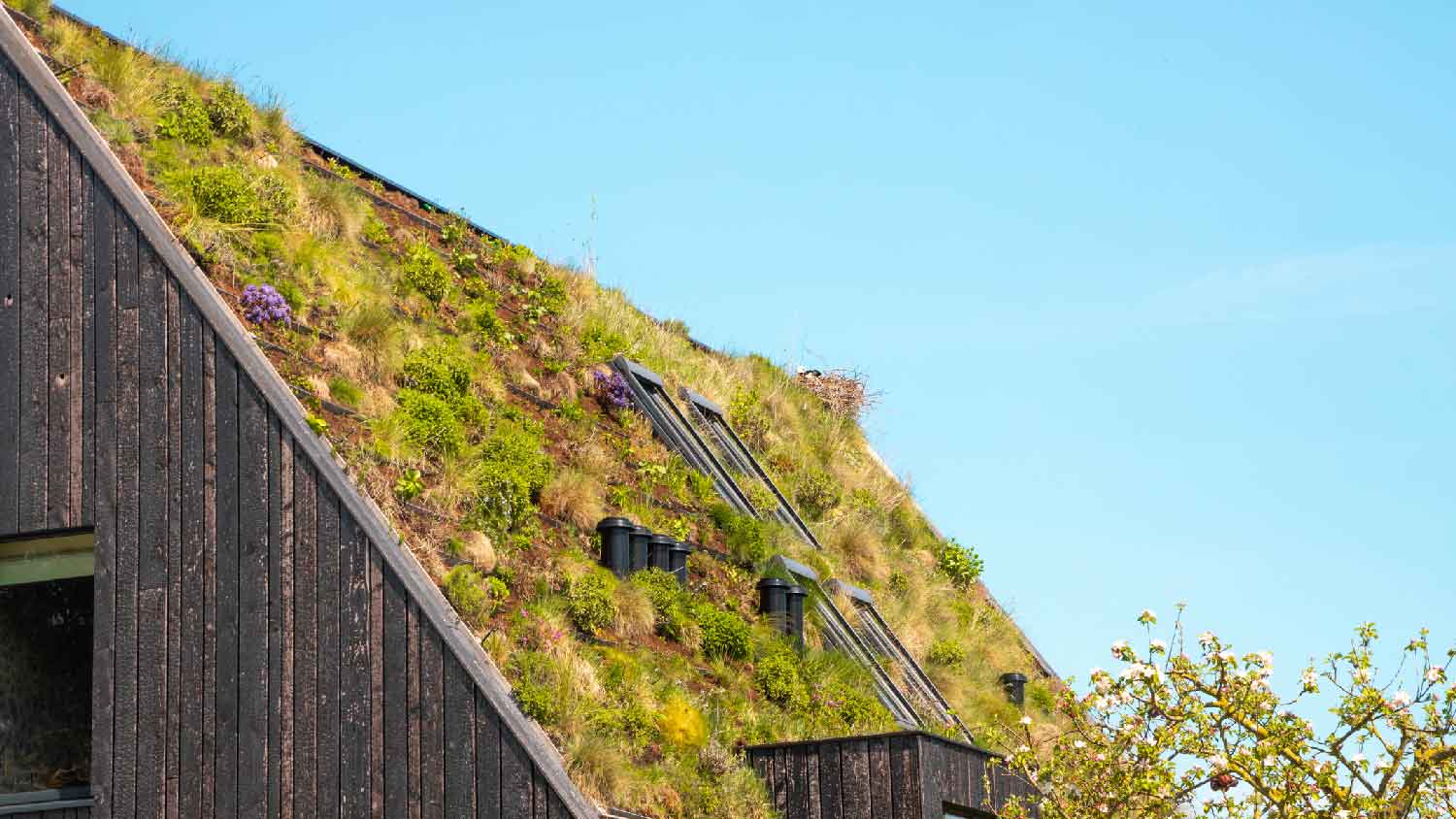 A gable house with green roof