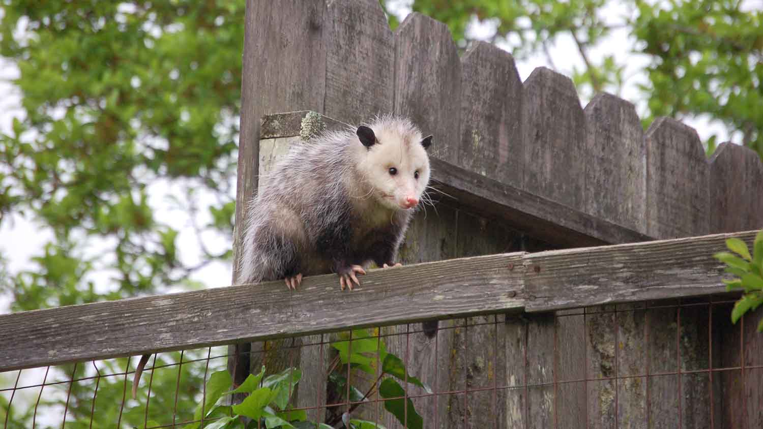 North American opossum walking on a wooden fence