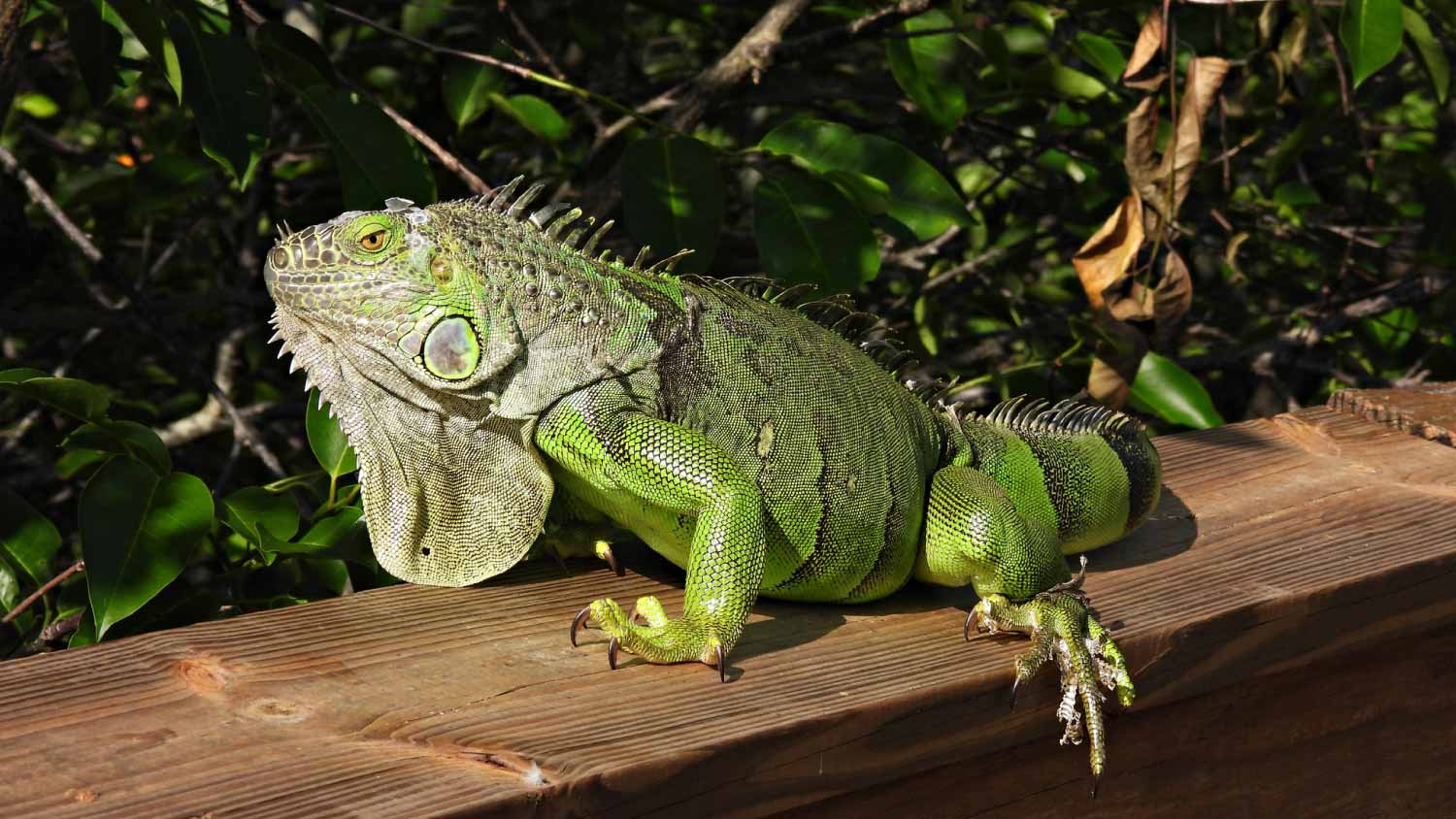 Green Iguana resting on a wood railing