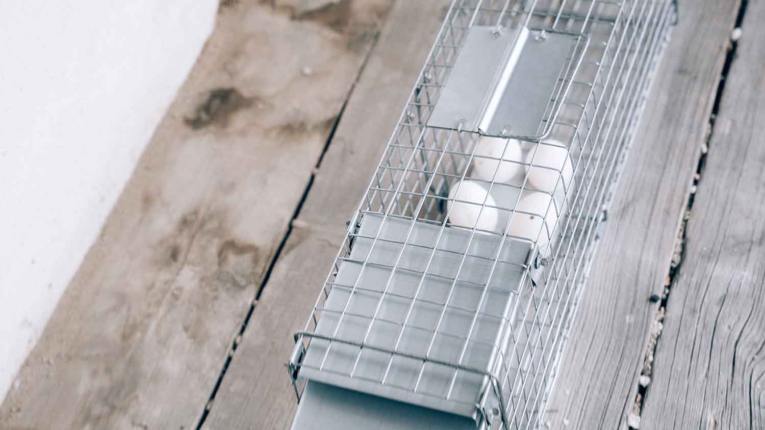 None Eggs placed in a cage trap to catch a possum