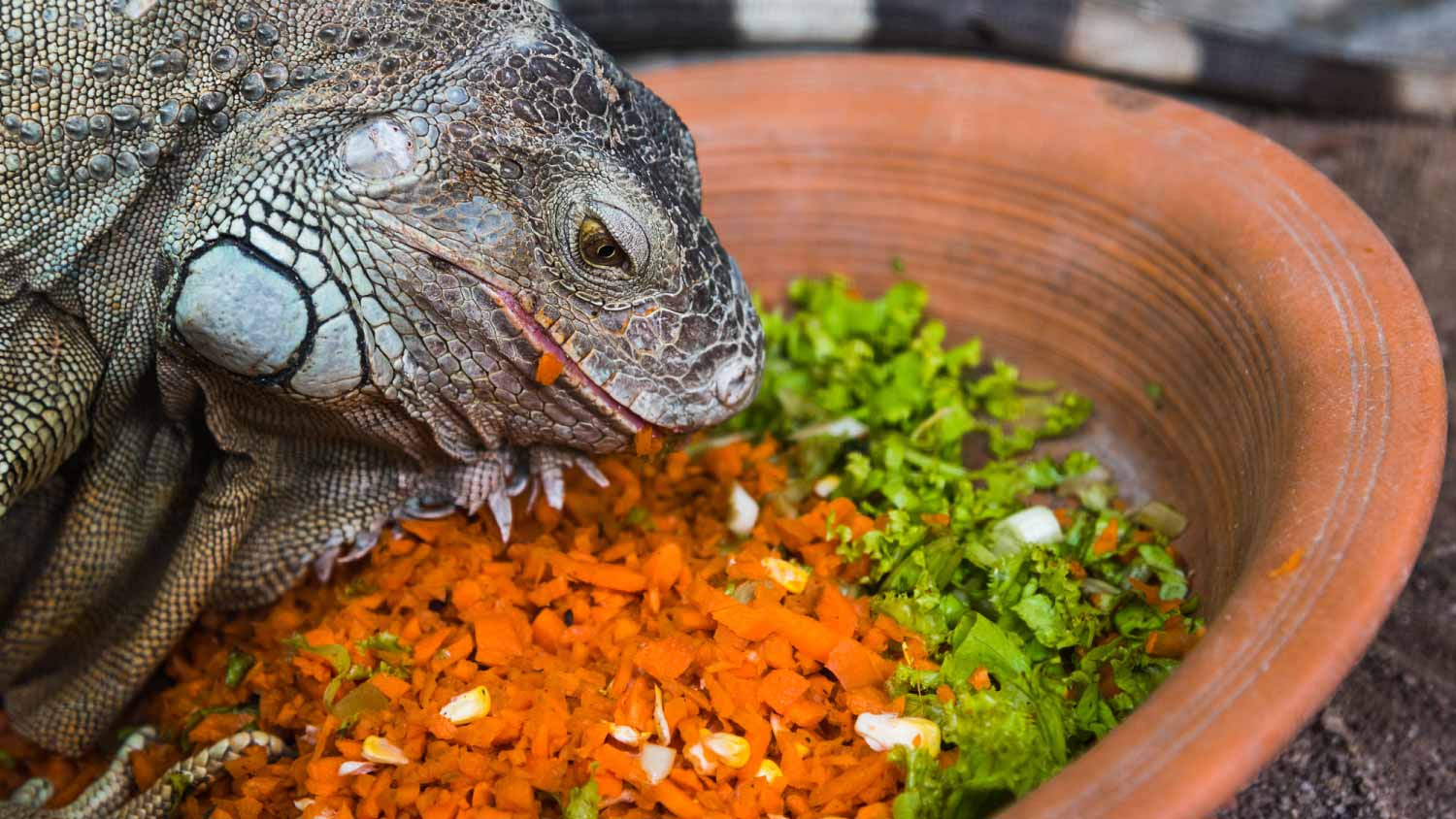 None Iguana eating vegetables