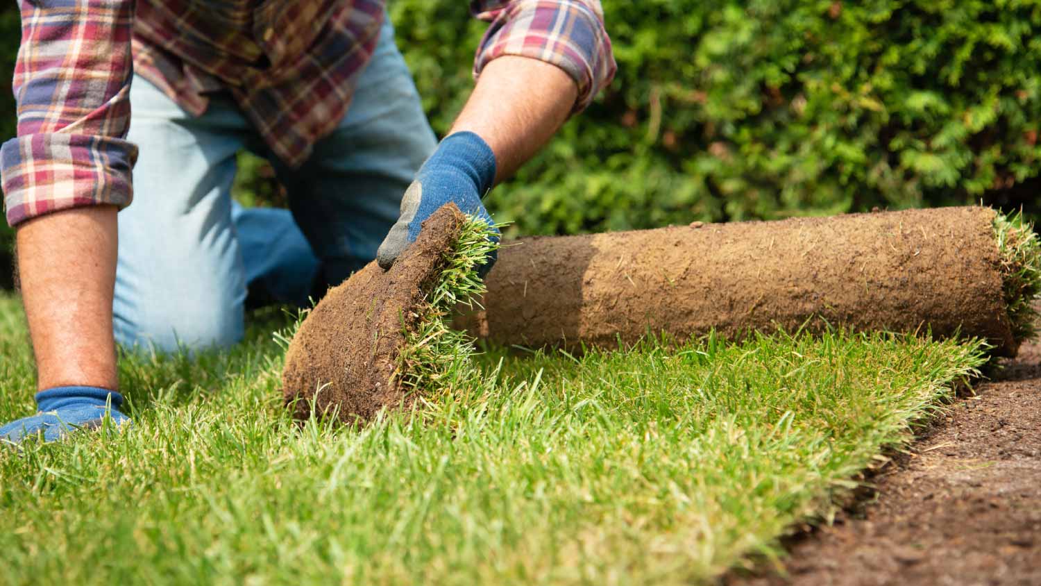 None Installing turf rolls in the garden