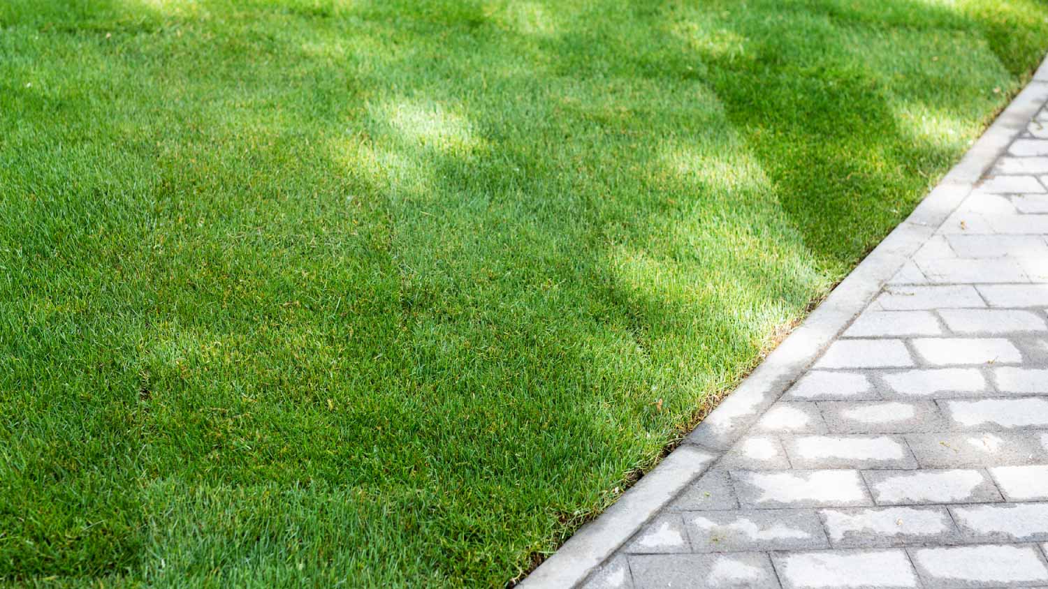 None New freshly green lawn grass