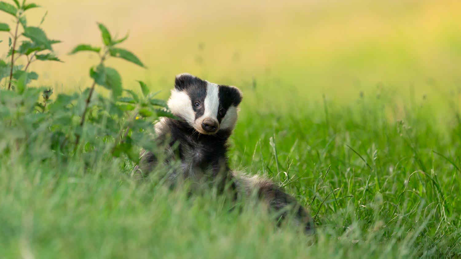 badger peaking out from bush
