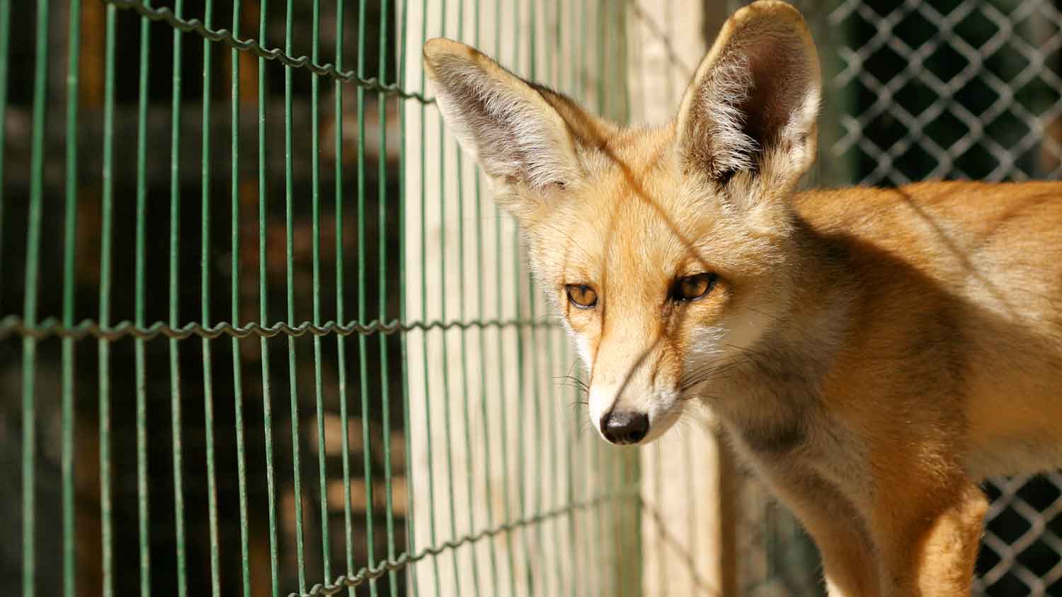 None closeup of a fox in a cage