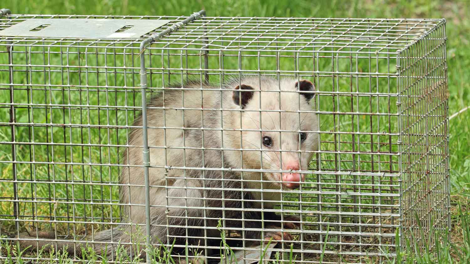 None North American opossum caught in a cage trap