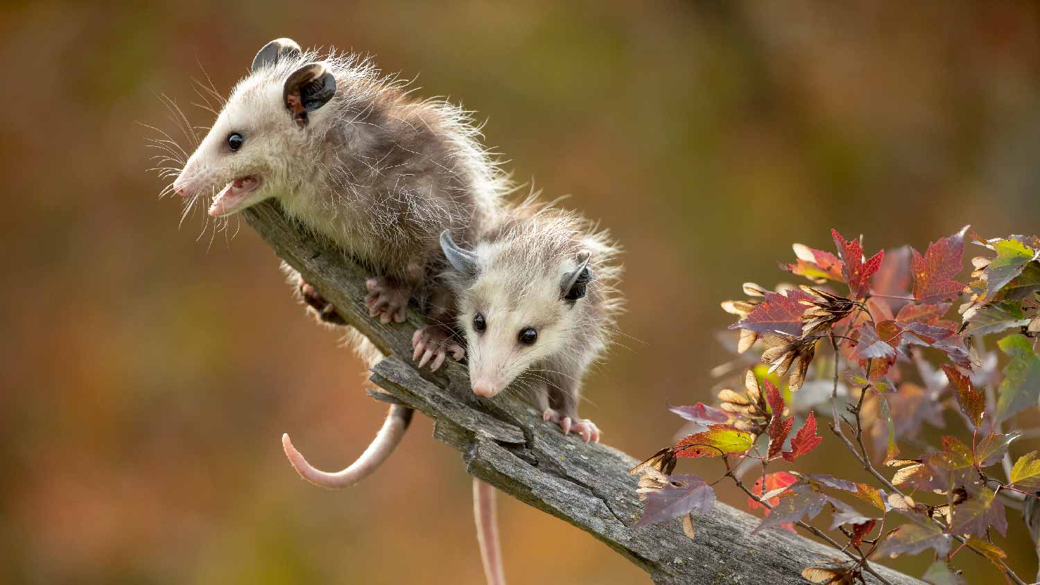Two opossums on a tree branch