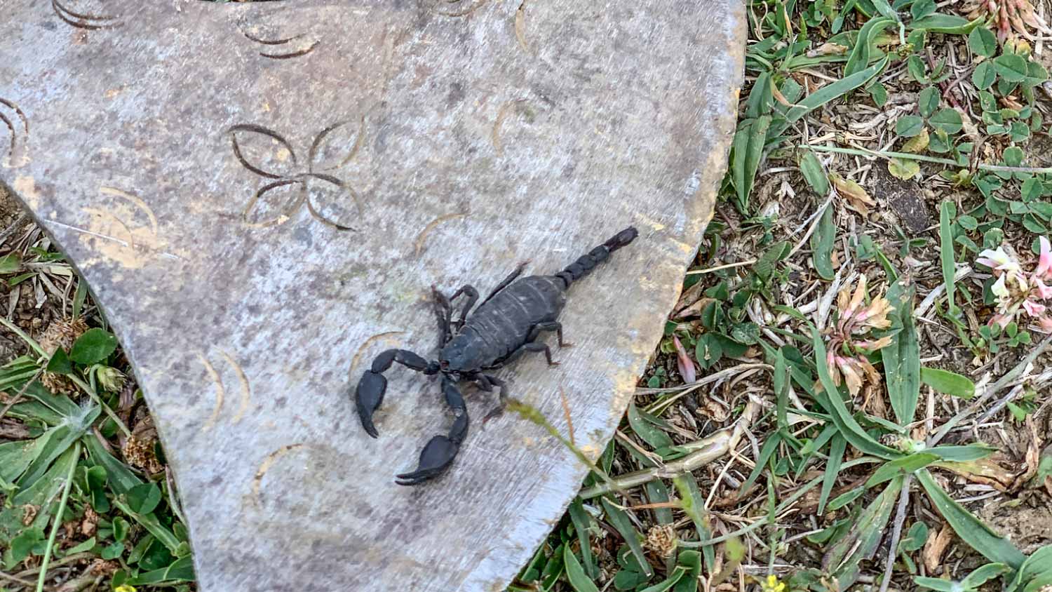 None Black scorpion on the ground