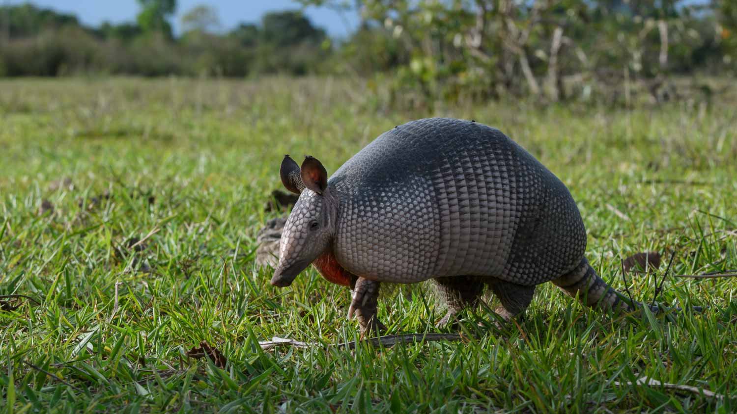 Nine-banded armadillo