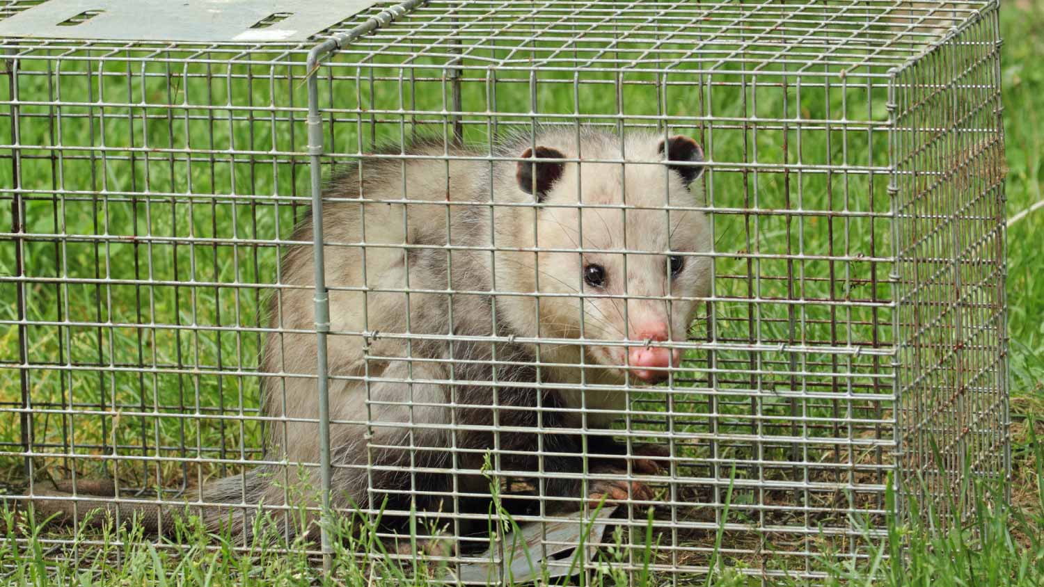 None Opossum in a Trap