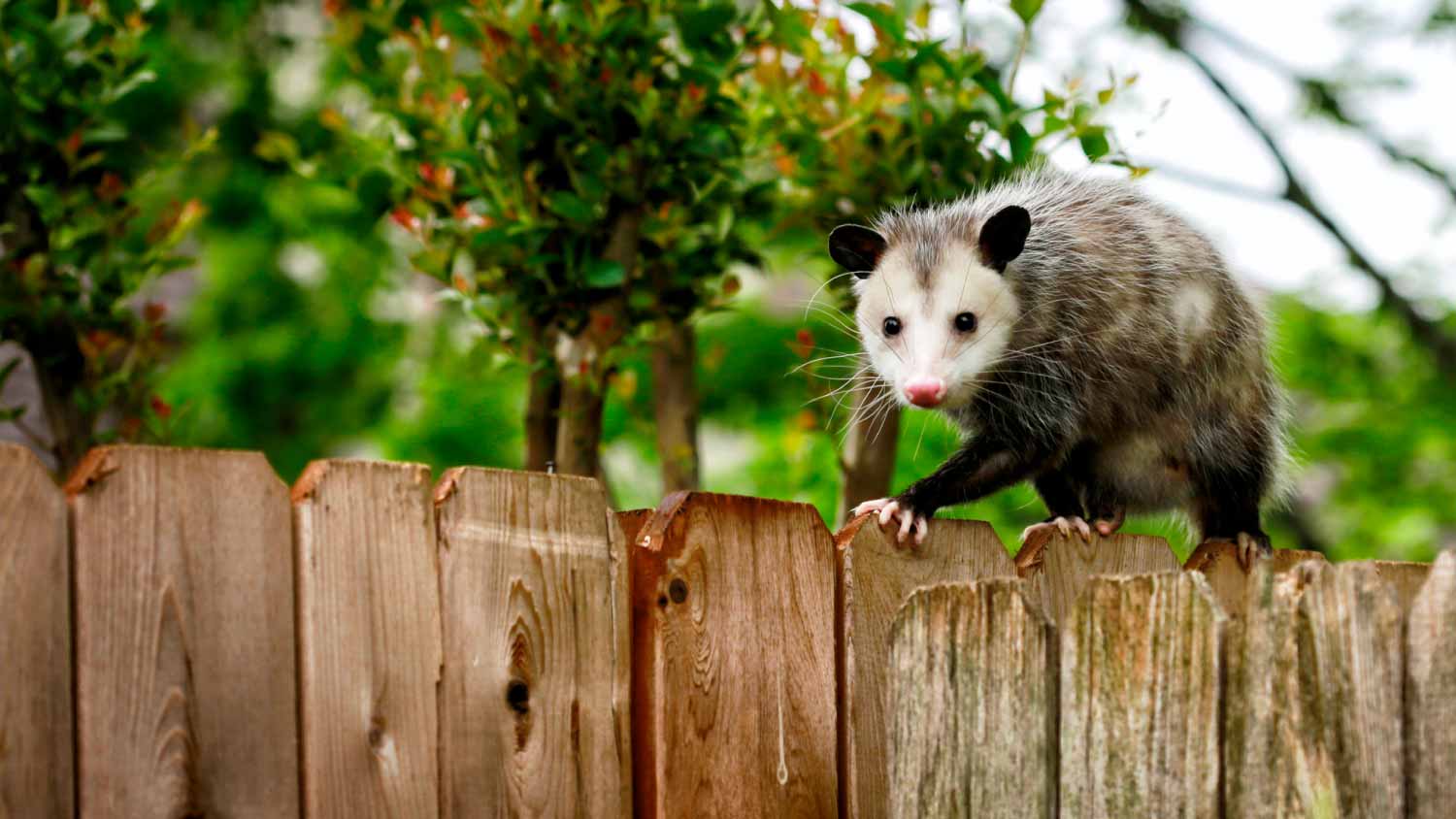 Opossum walking on new backyard fence