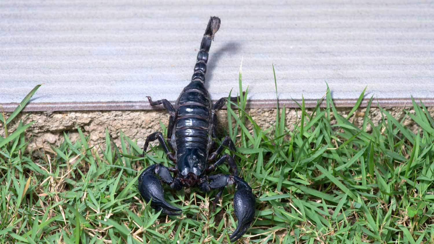 Scorpion on backyard
