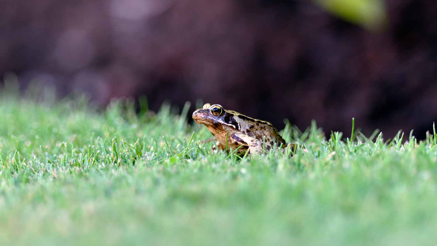 Small frog in the garden
