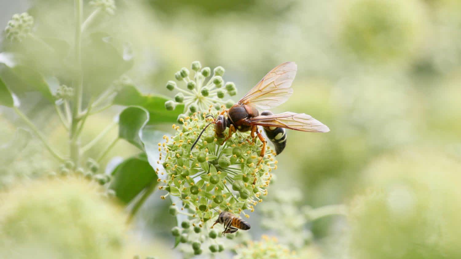 A cicada killer wasp and a honeybee on a flower
