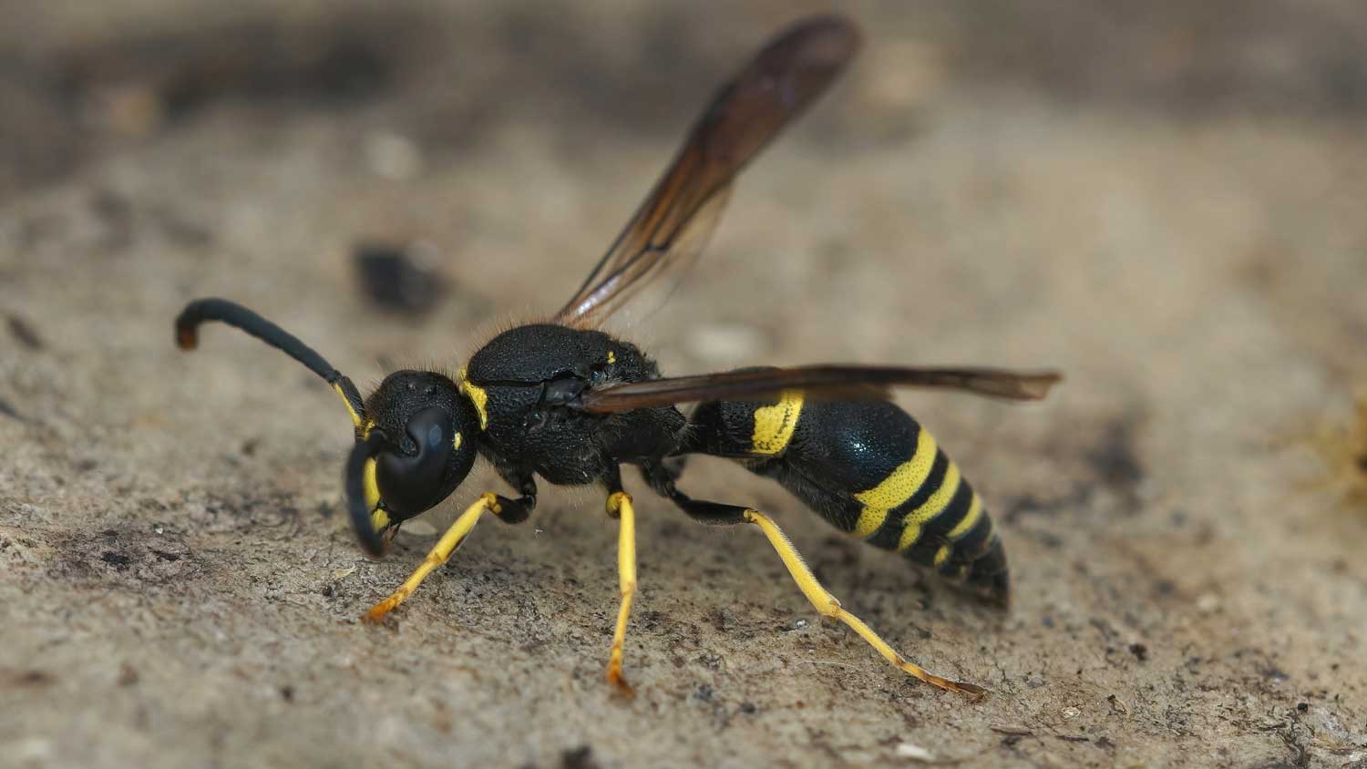 Close-up of a mason wasp