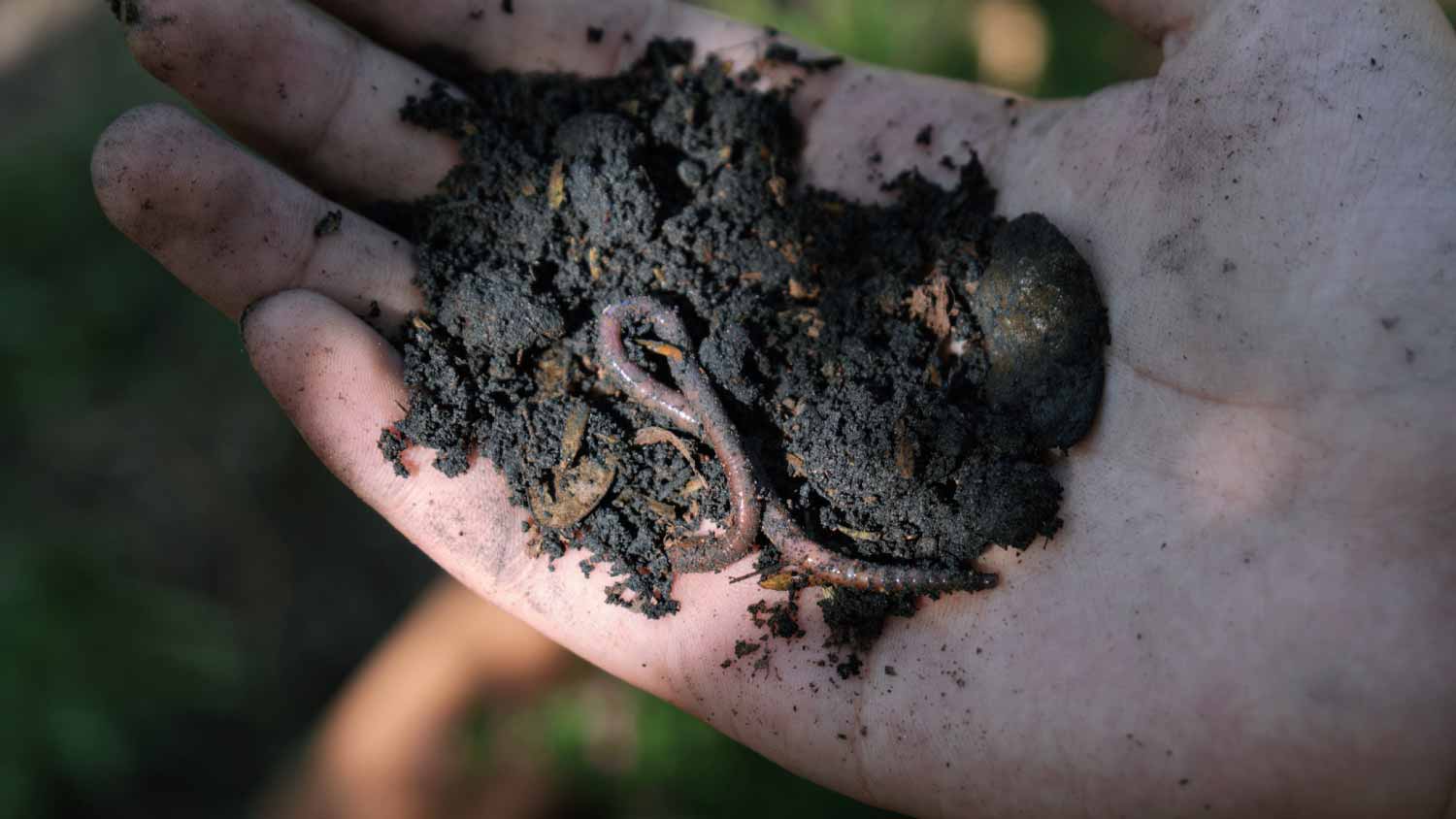 None Hand holding a earthworm