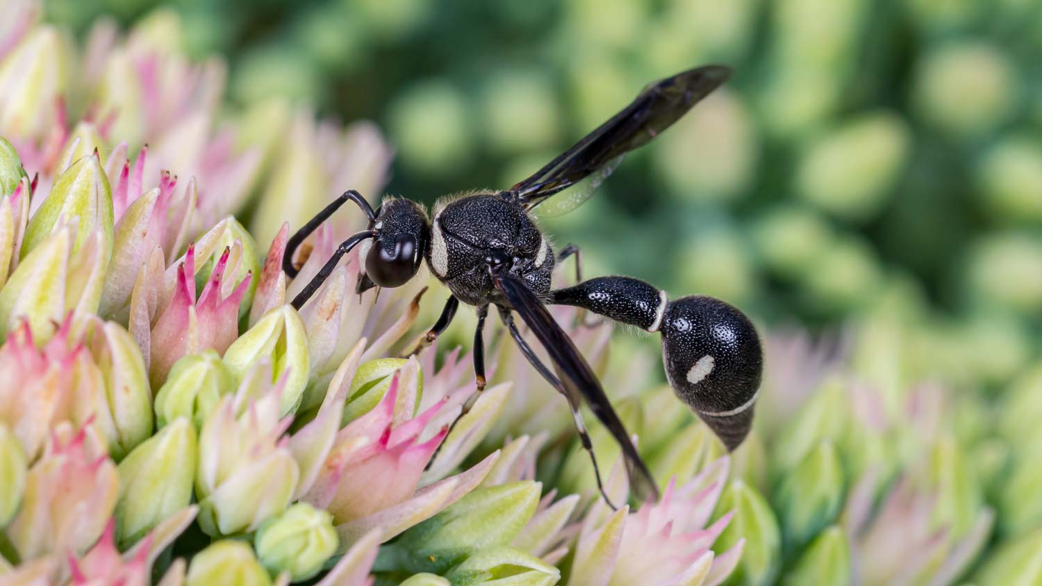 A potter wasp feeding on nectar