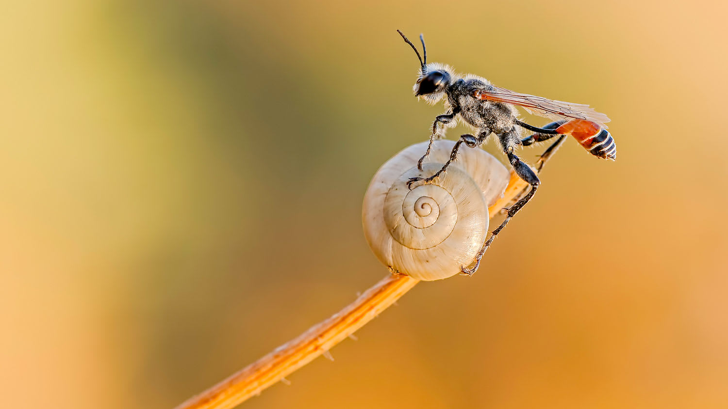 Close-up of a spider wasp