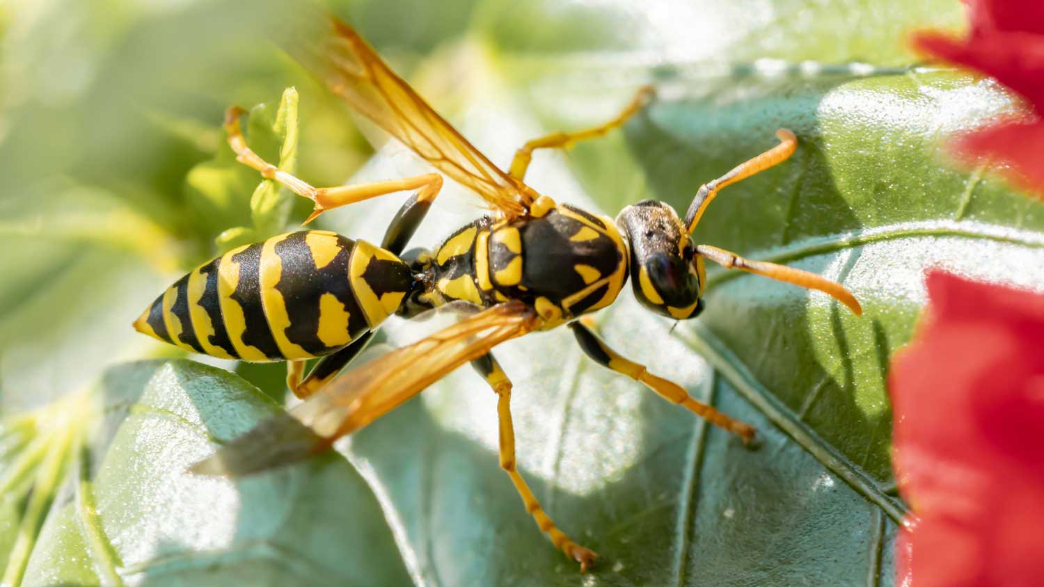 A yellow jacket wasp on an hibiscus leaf