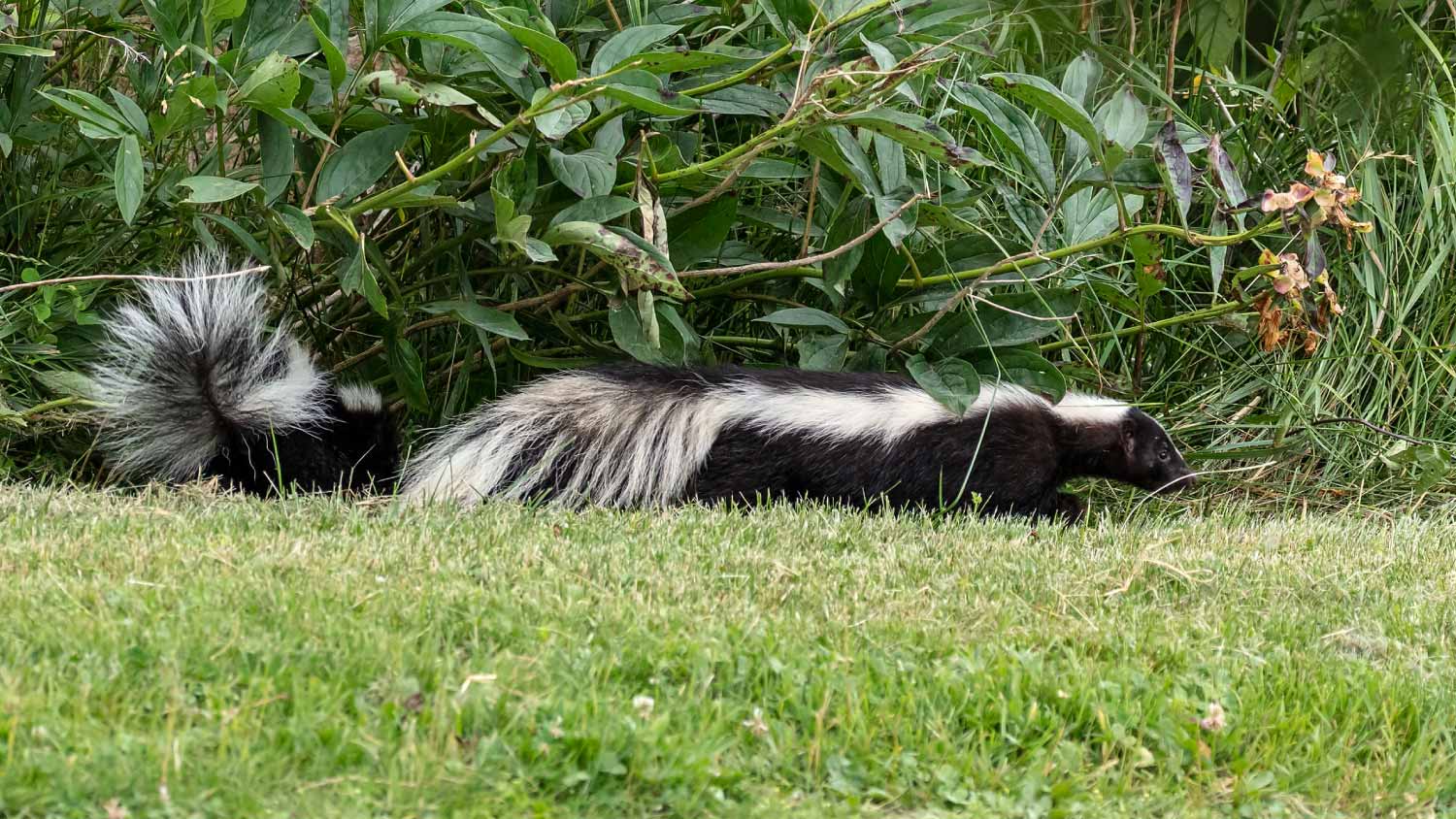 Two skunks in spring