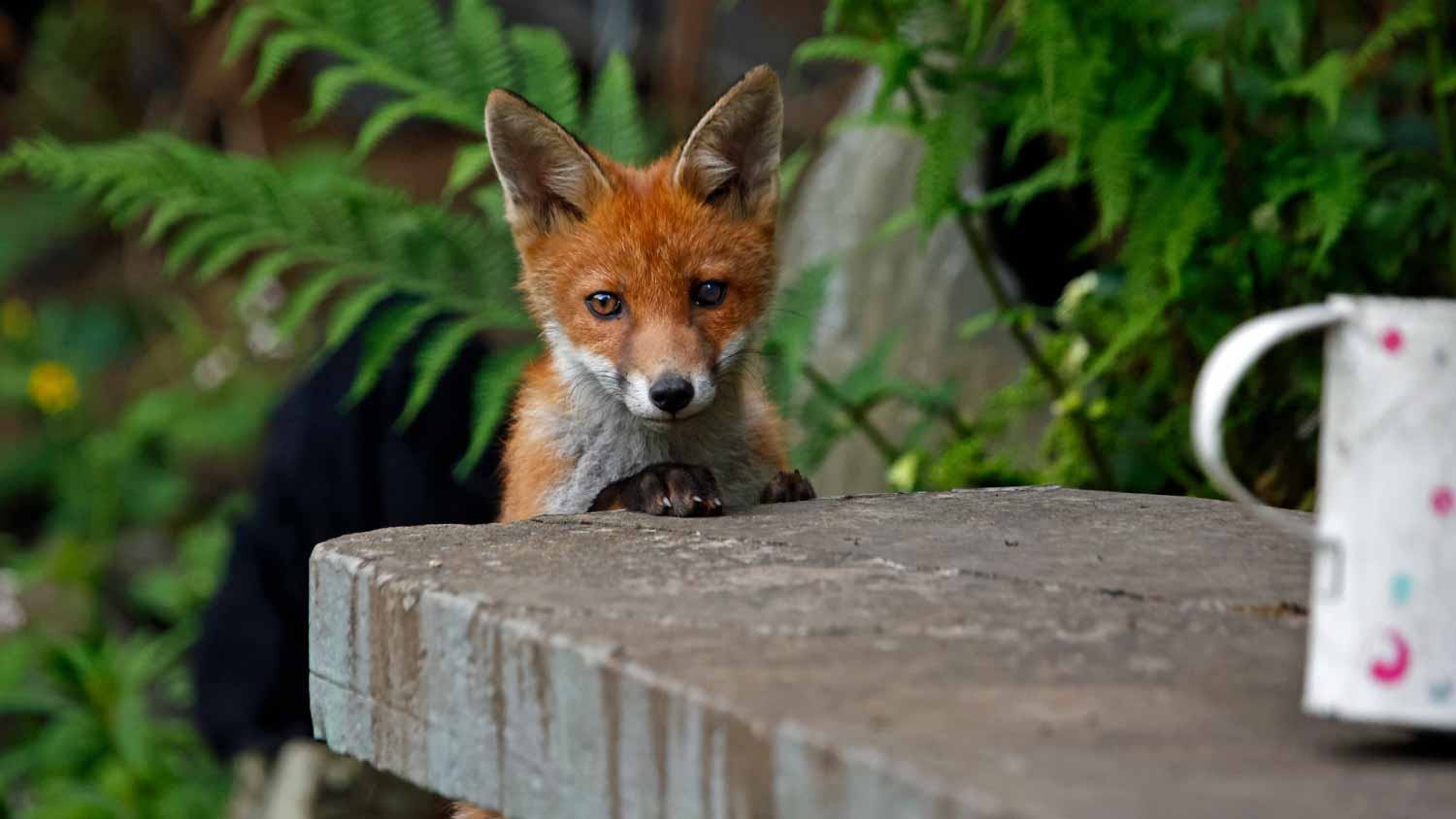 None fox exploring the garden
