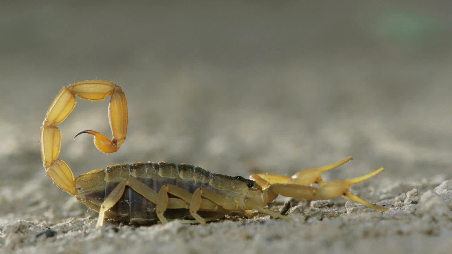 None An aggressive scorpion in a defensive position