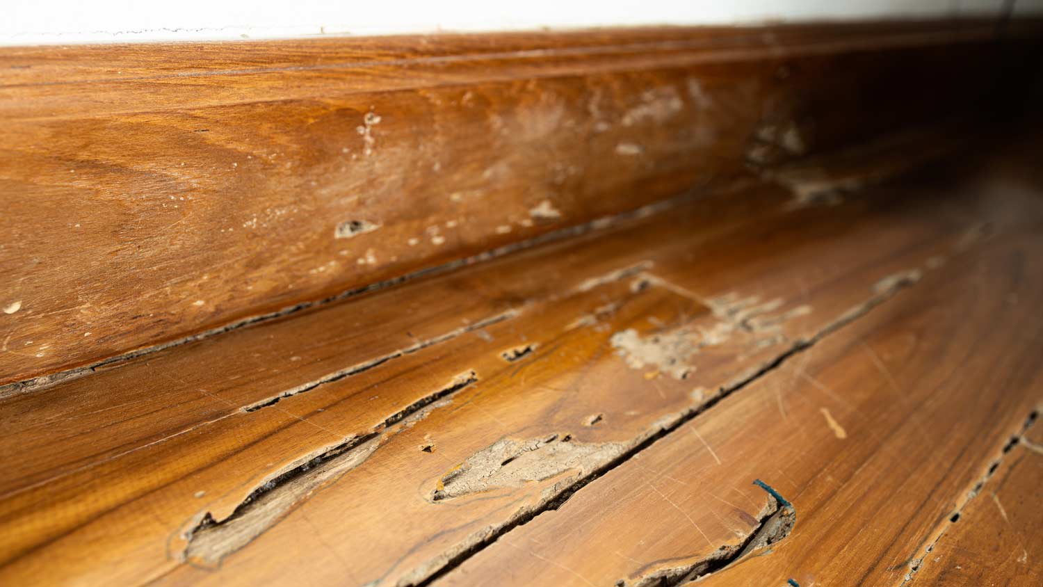 None termite damage of wood window