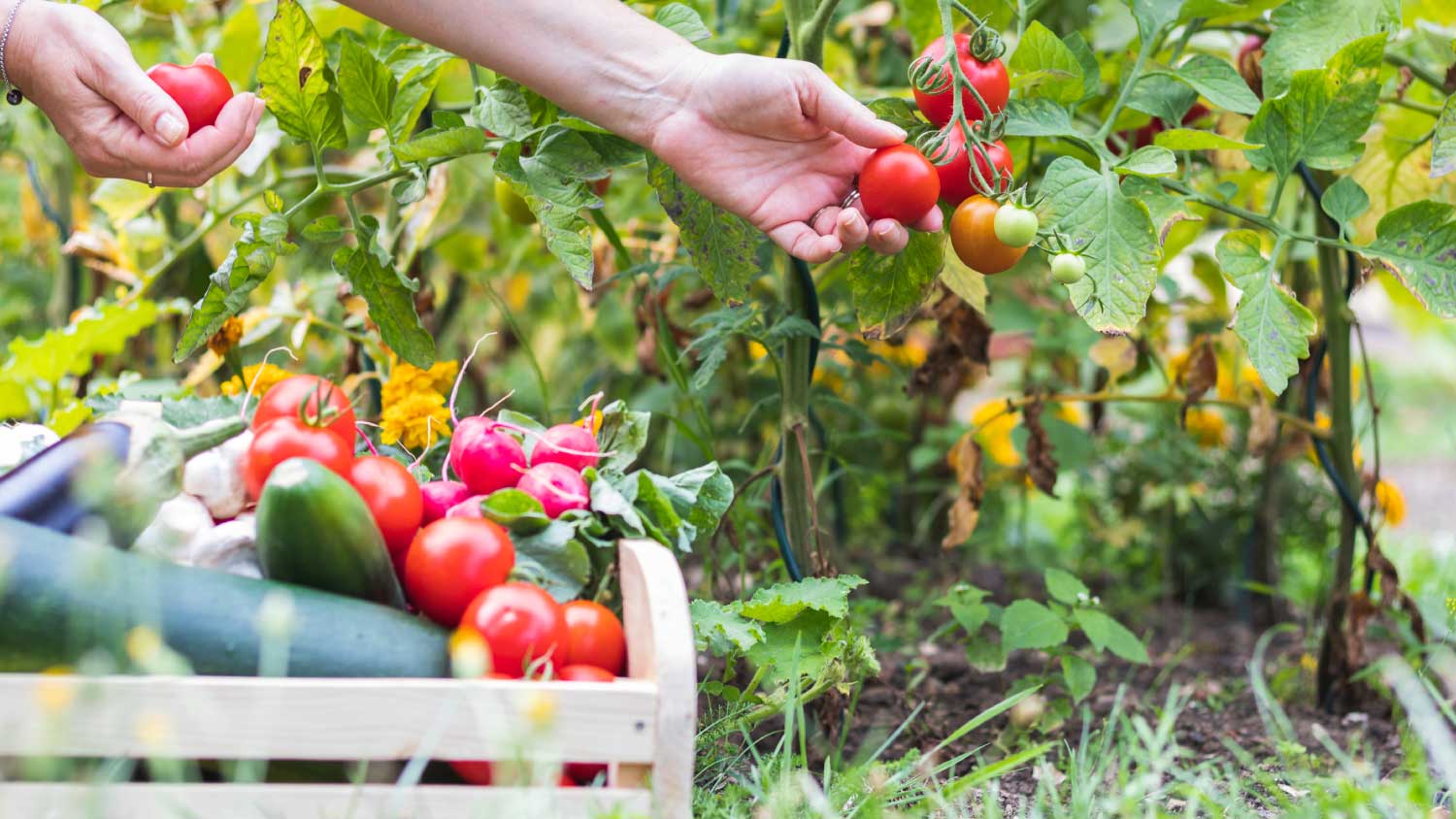 None person picking tomatoes from garden