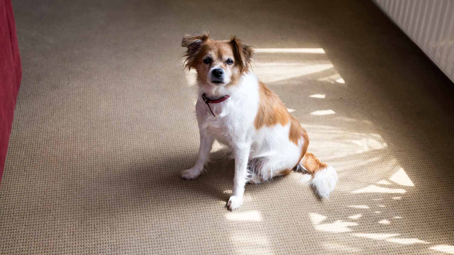 dog sitting on carpeted floor