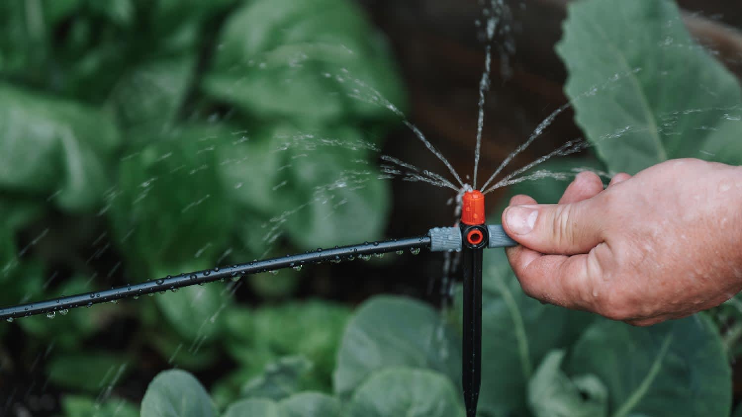 None A person installing a sprinkler system
