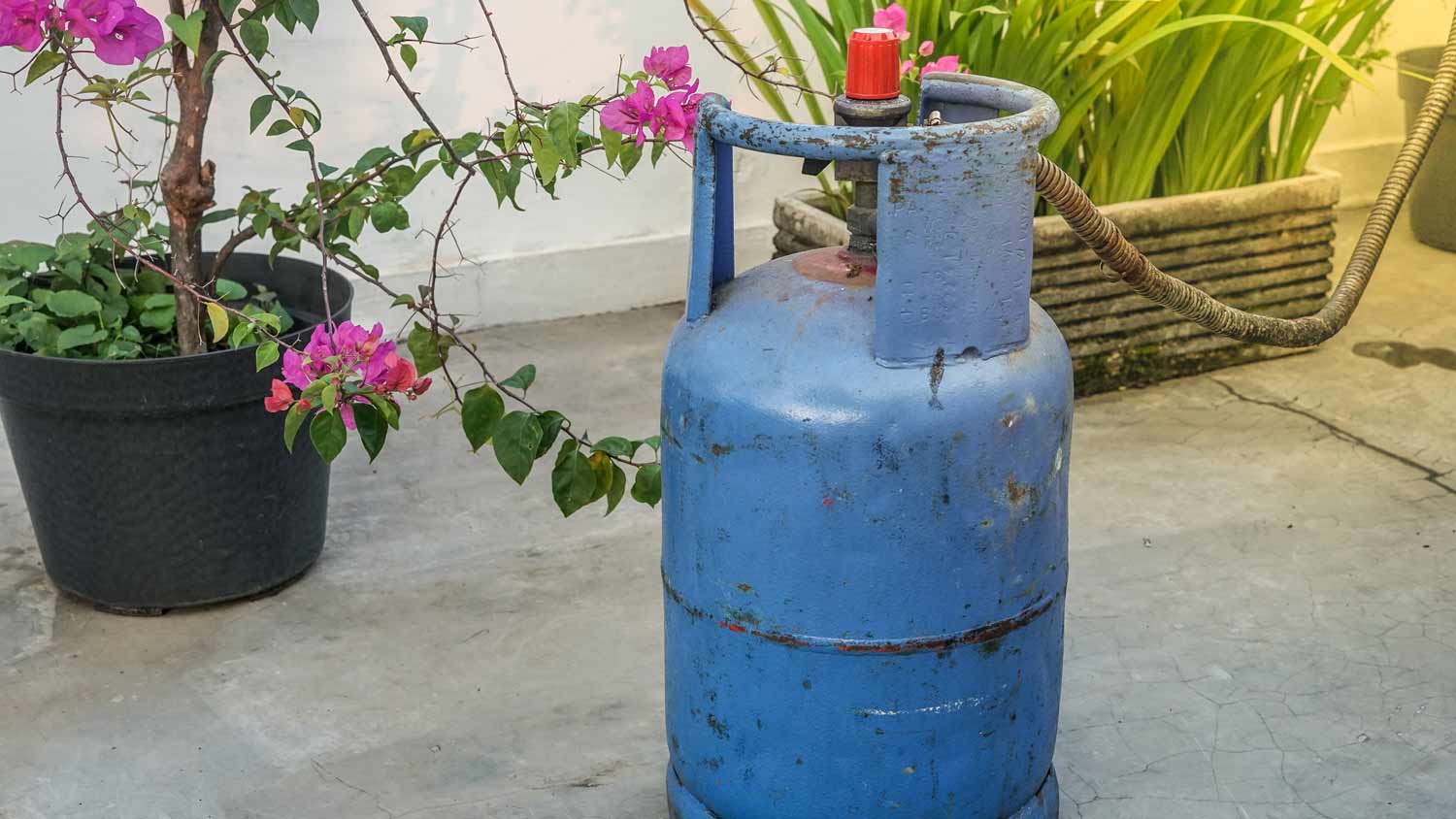 blue propane tank near garden