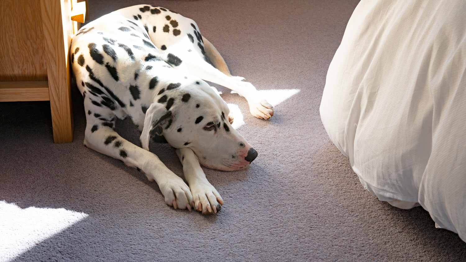 dog resting on carpet